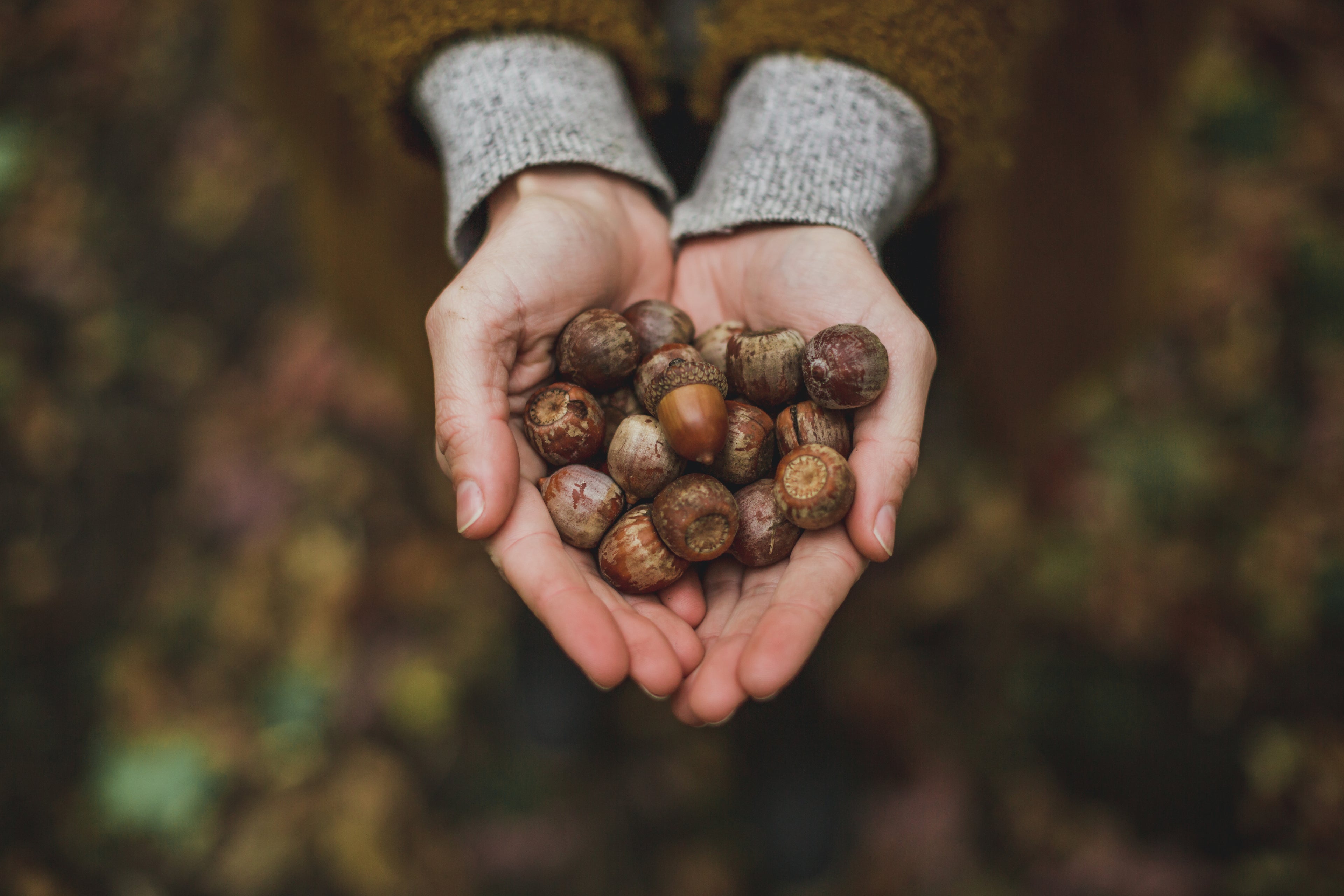 A handful of beautiful acorns.